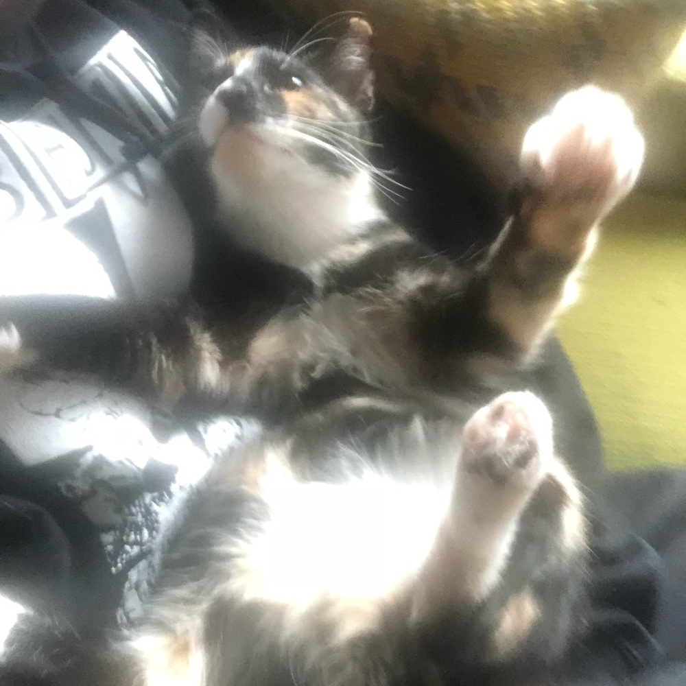 Meet your Posher, Idun